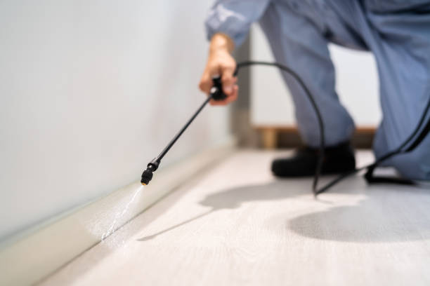 Bed Bug Pre-Treatment Preparation Assessment in Antwerp