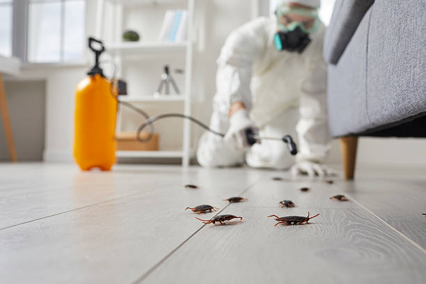 Post-Treatment Bed Bug Interceptor Monitoring in Antwerp
